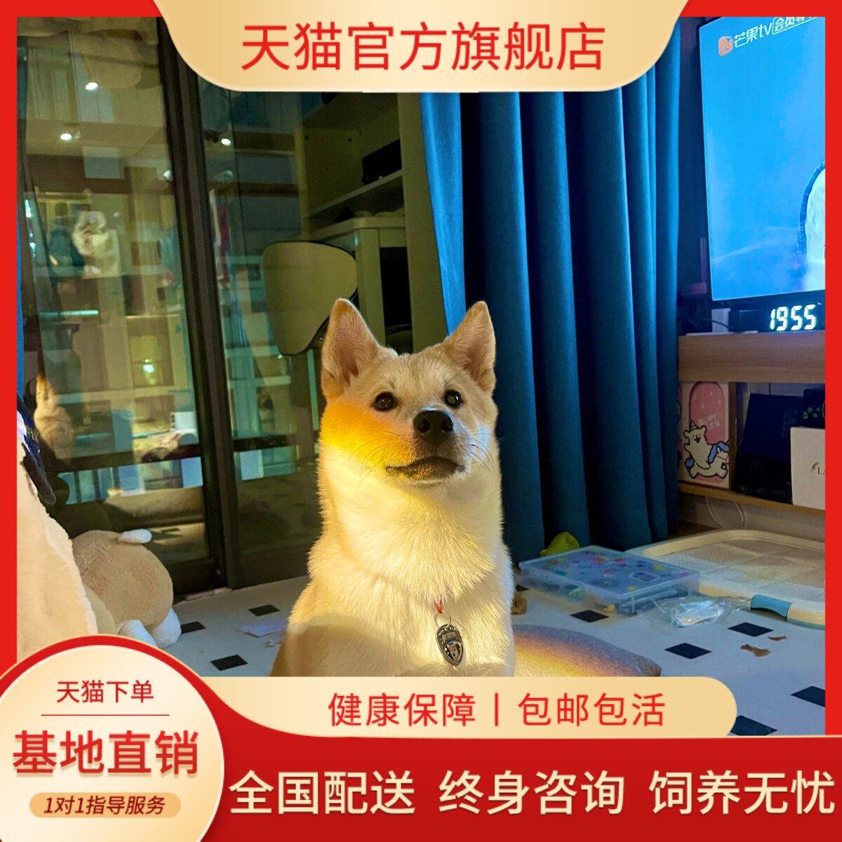 家崽家狗中华田园犬猎犬农村