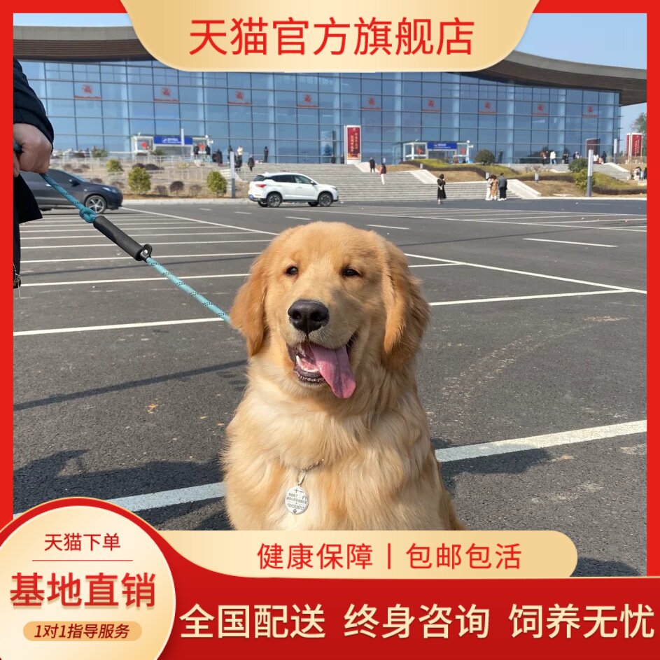 纯种金毛幼犬活体大型拉布拉多导盲犬可卡腊犬大头金毛犬宠物真狗