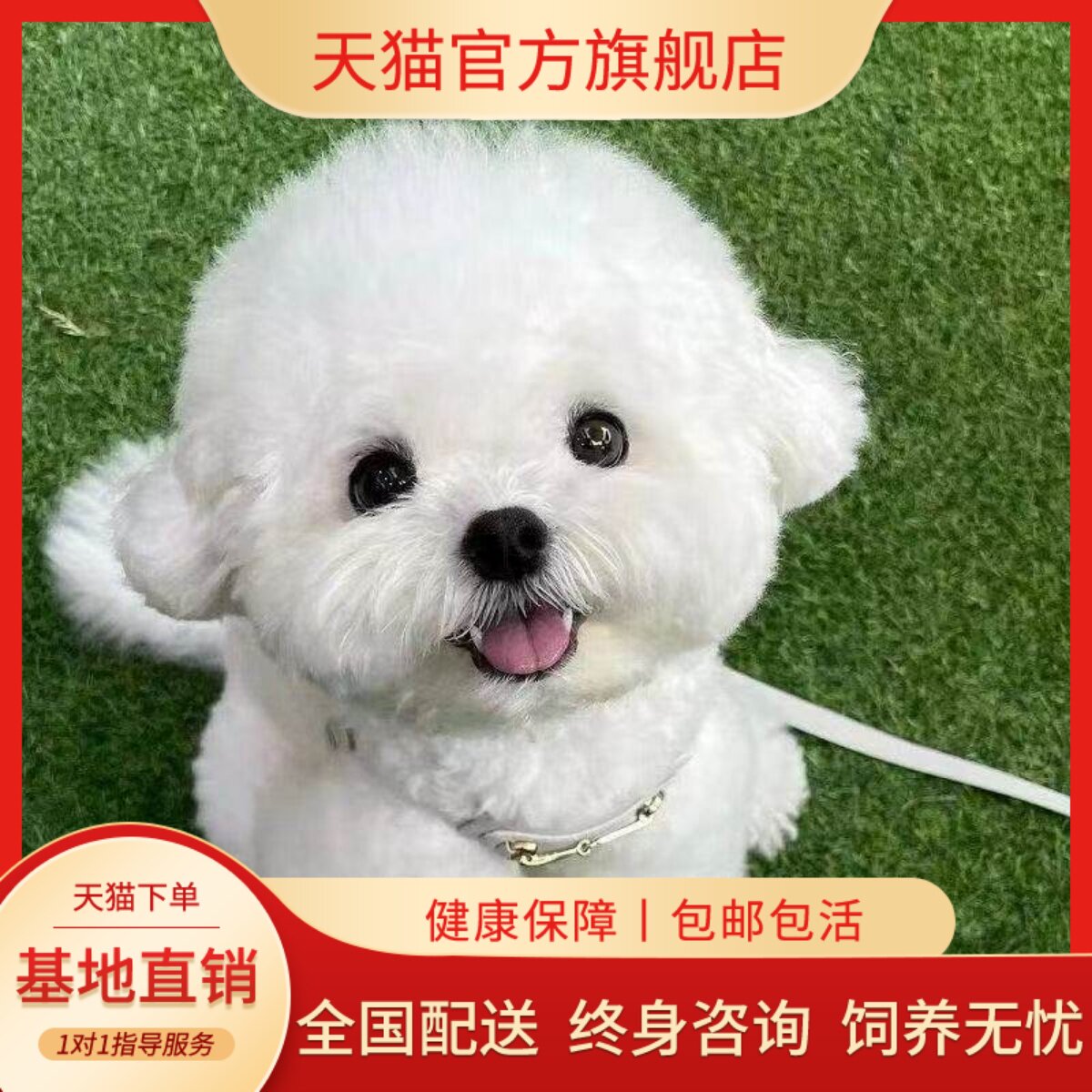 小活体白色可爱小体狗迷你犬狗