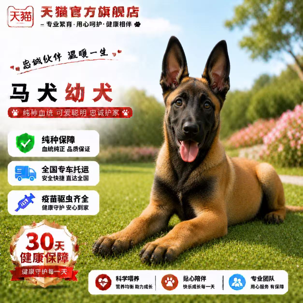 霸气活体黄马真狗便宜活物警犬