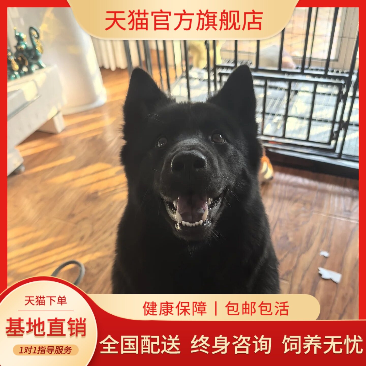 看门狗广西土猎犬虎头狩大型犬狗