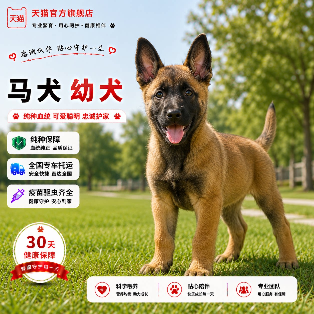 狼狗家养聪明霸气犬活物警犬