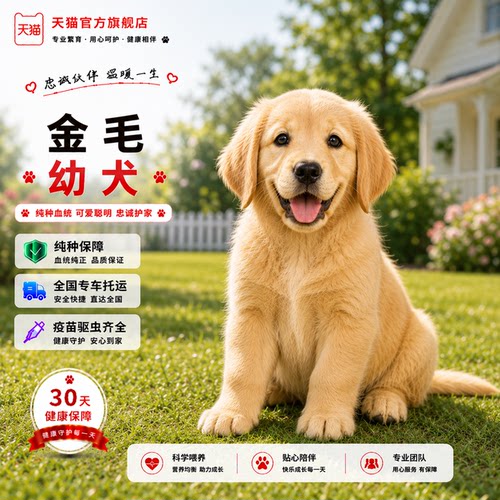 护主活物健康沙滩金超萌狗听话