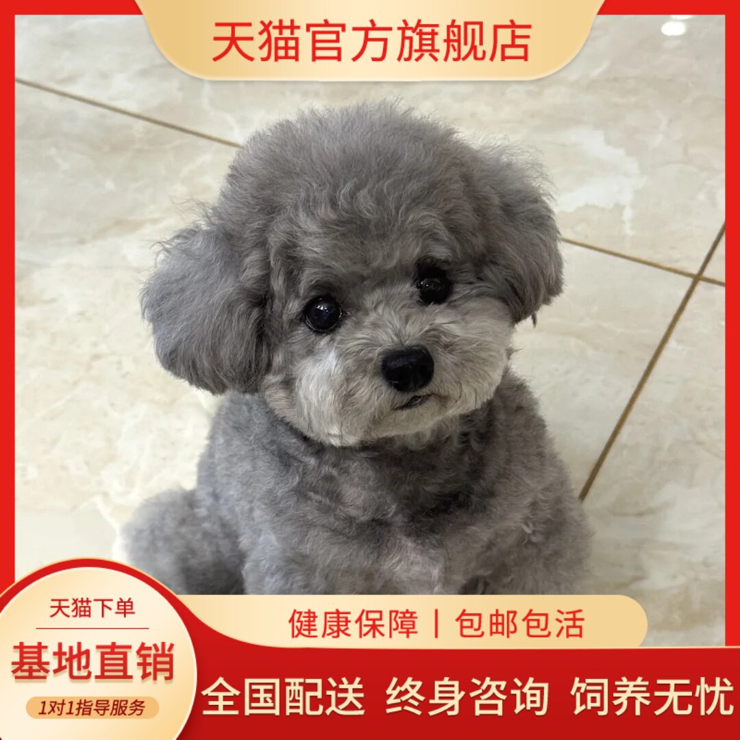 活物小型犬小体幼崽黑狗家庭犬