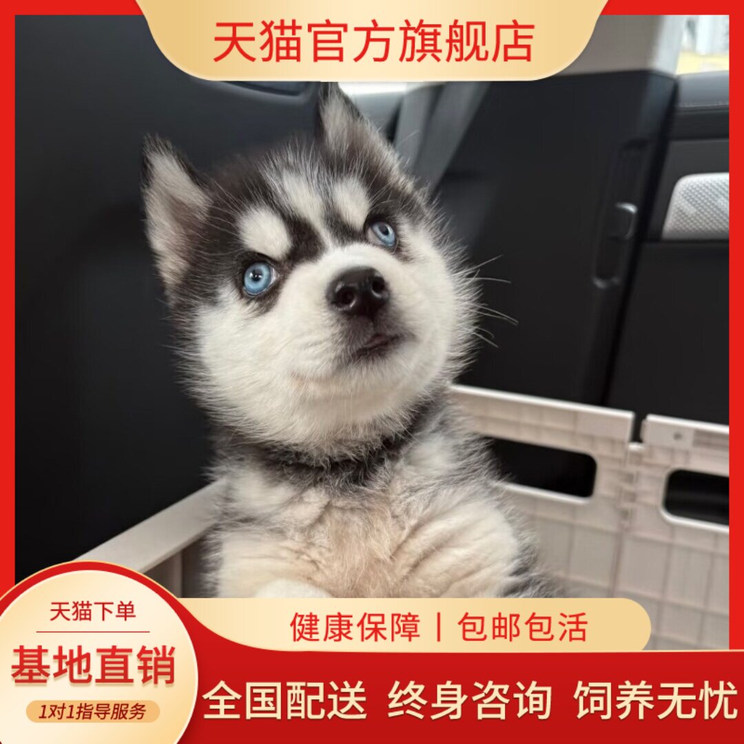 纯种哈士奇幼犬小狗崽宠物狗二哈