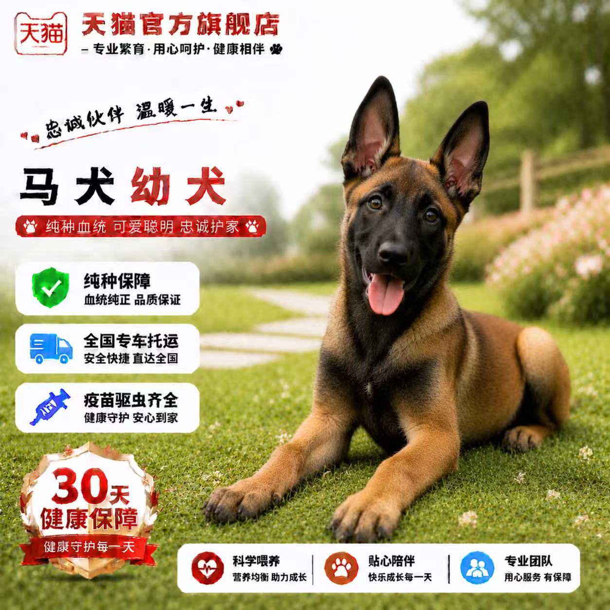 猛犬看家聪明爆红农村短毛狗活体