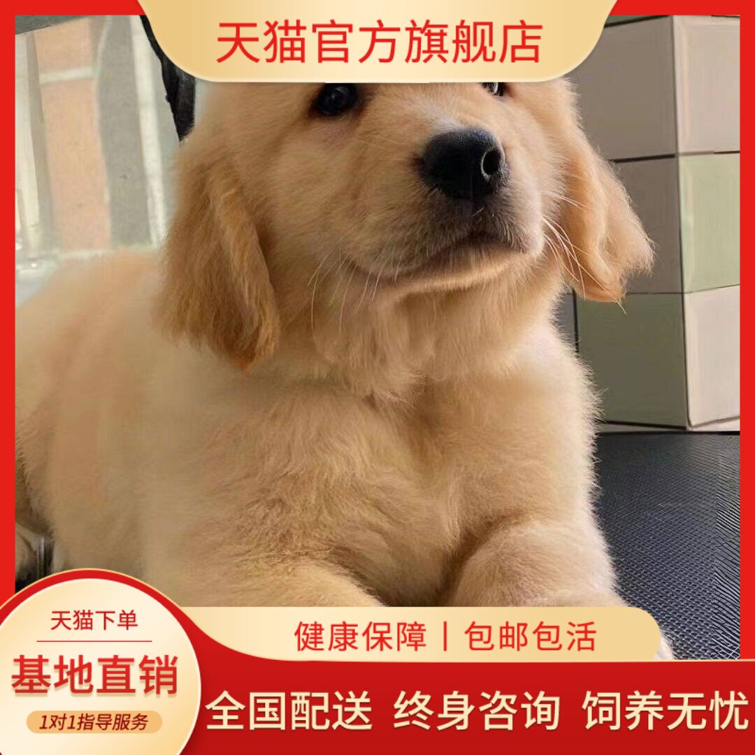 护主大骨架犬导盲犬幼崽小狗超萌