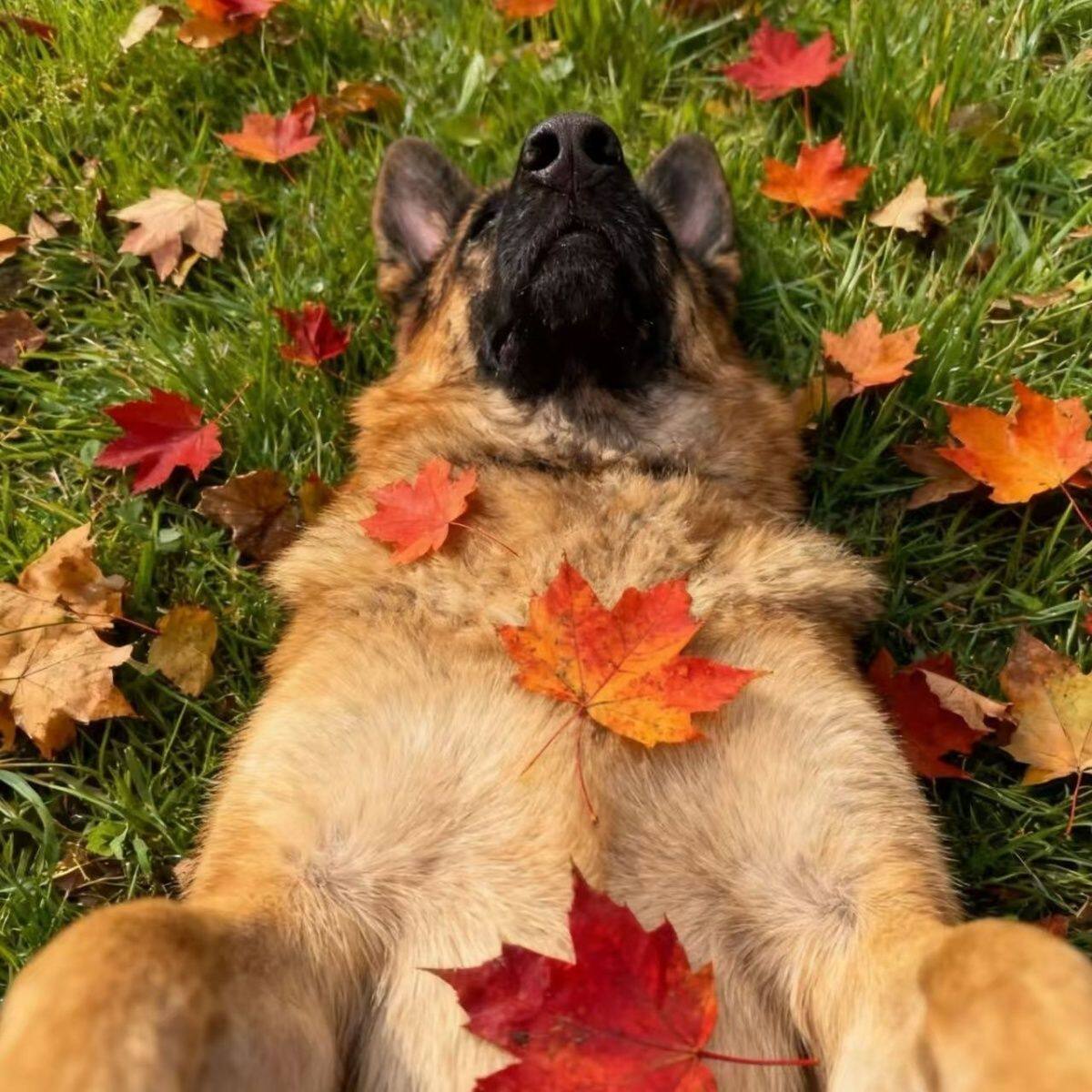 德牧纯种幼犬猛犬看家狗狗大型犬霸气幼宠平背犬护院高智商狗便宜