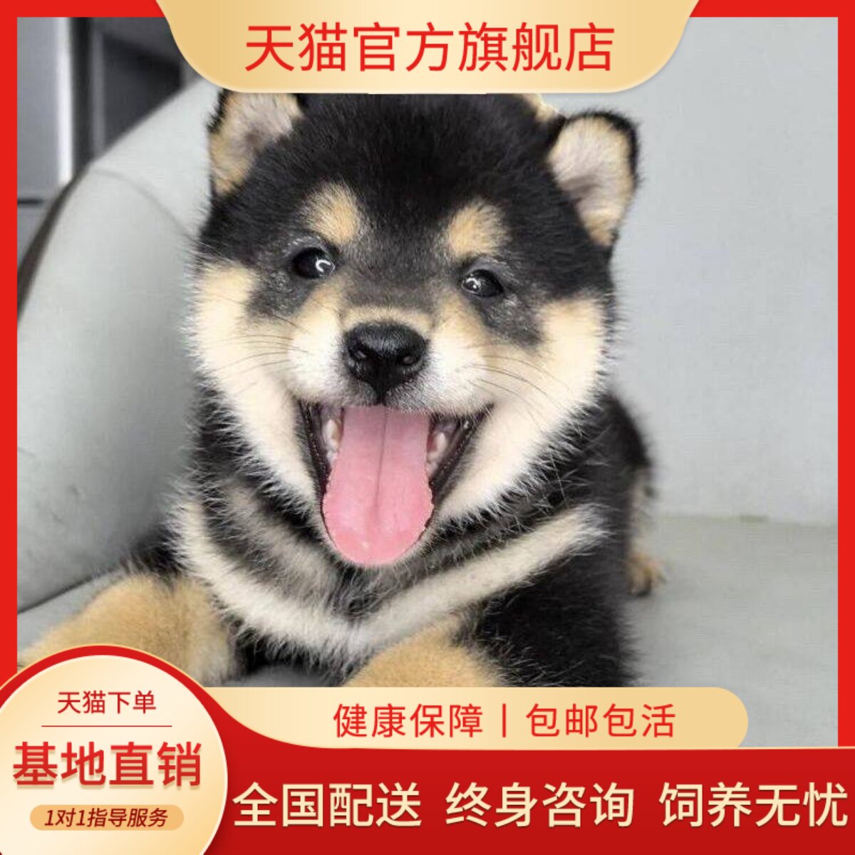 血统便宜赤色活物家养精品狗黑柴
