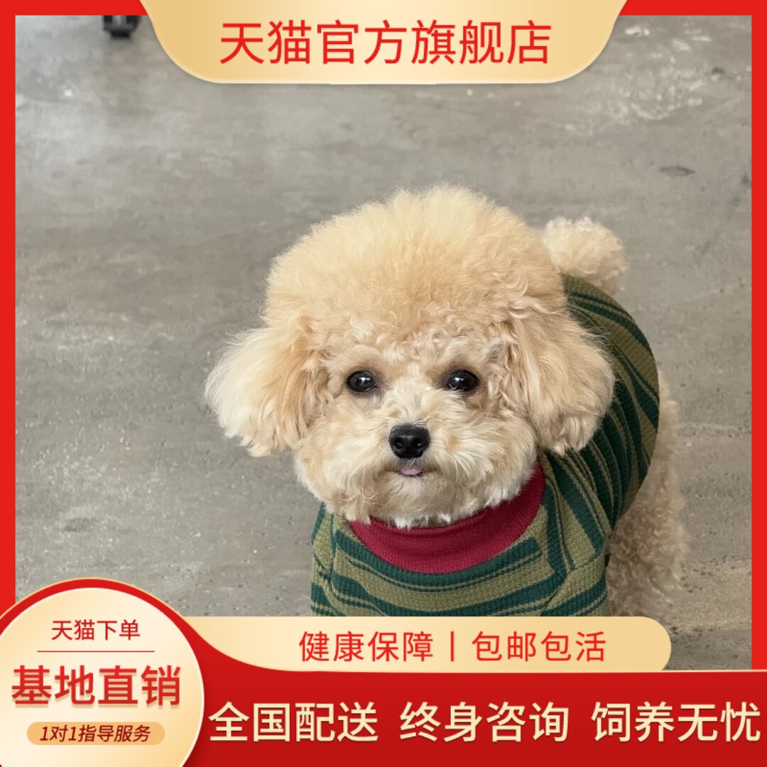 长不大幼崽纯黑超萌家庭犬聪明