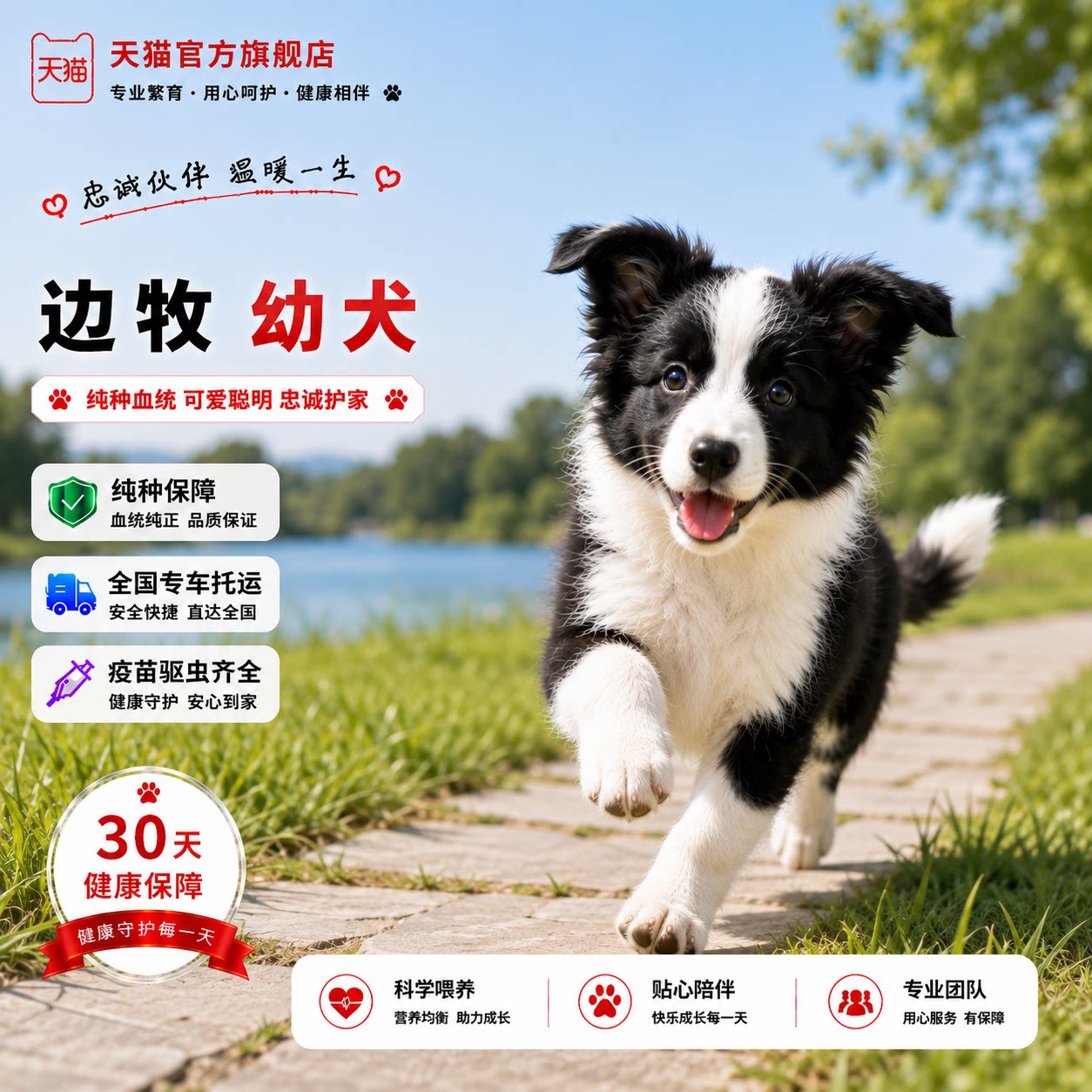 牧羊犬白边中型犬黑白花警犬