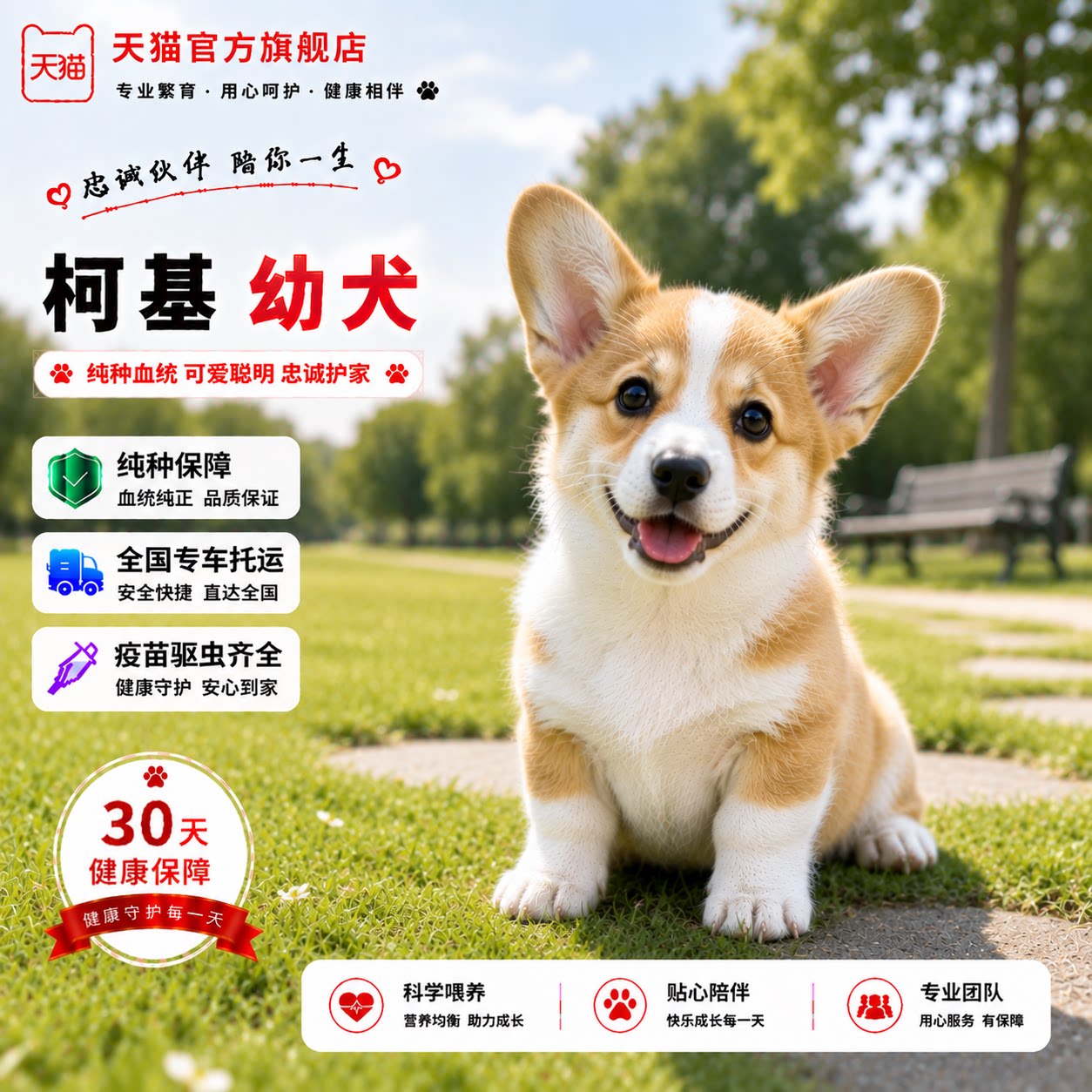 纯种柯基幼犬活体小短腿宠物狗家养双色黄白小活泼可爱狗狗狗三色