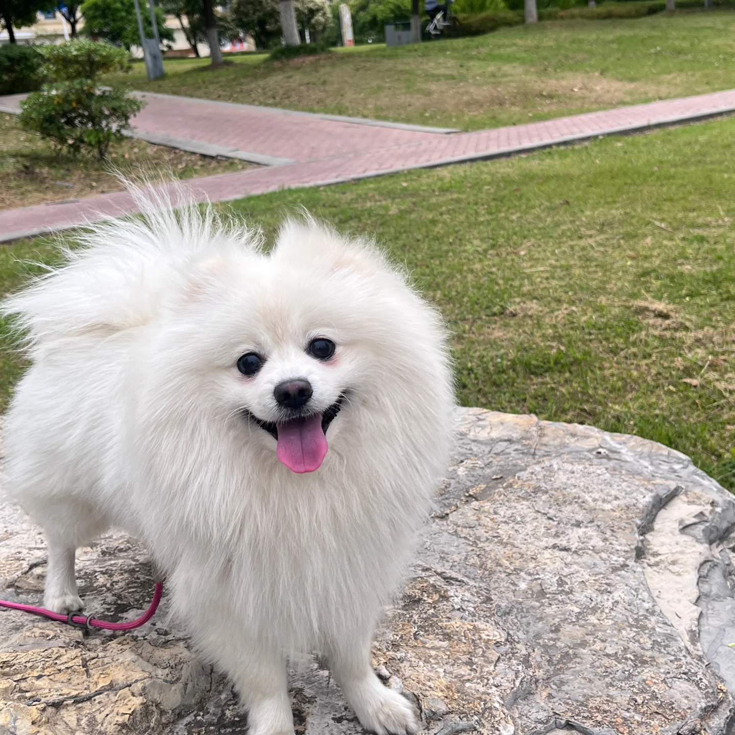 不大俊介小型犬俊介幼犬宠物狗