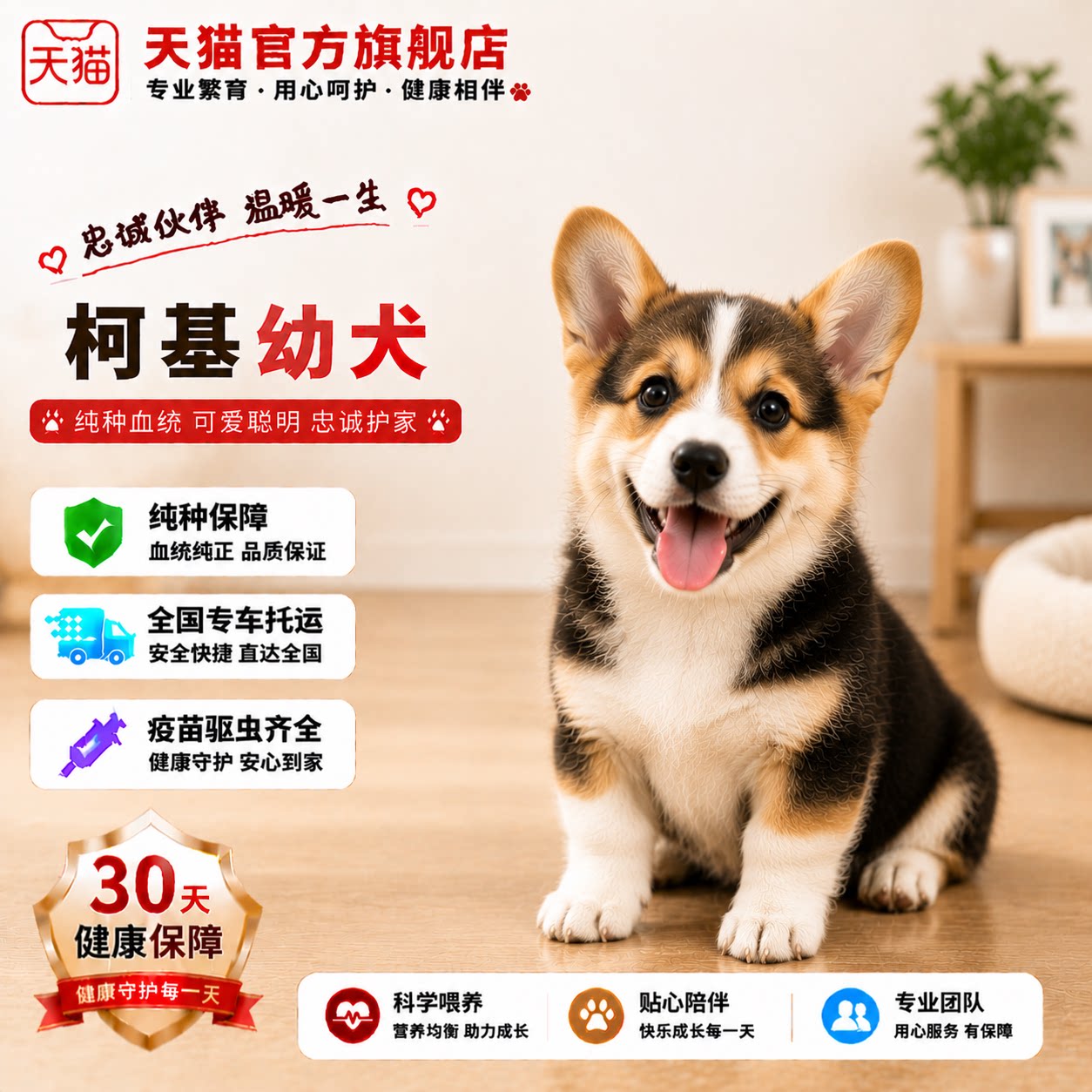 黄白花家庭狗狗狗超萌活泼幼崽