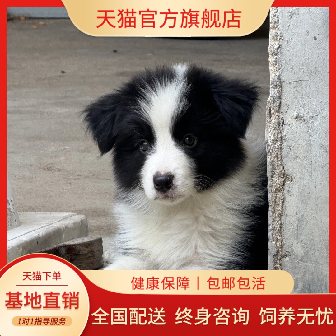 三通黑白金边中型犬宠物狗狗