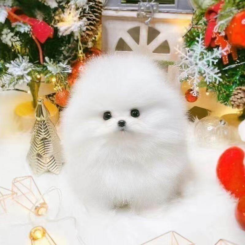 网红狗精品超小白小幼崽茶杯犬狗
