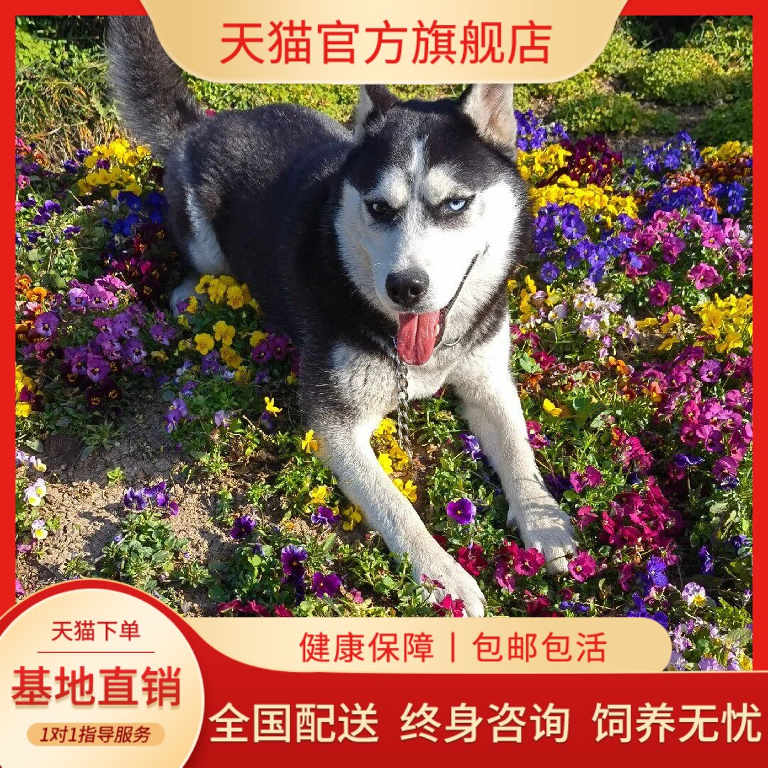 短毛狗宠物聪明可爱便宜活体听话