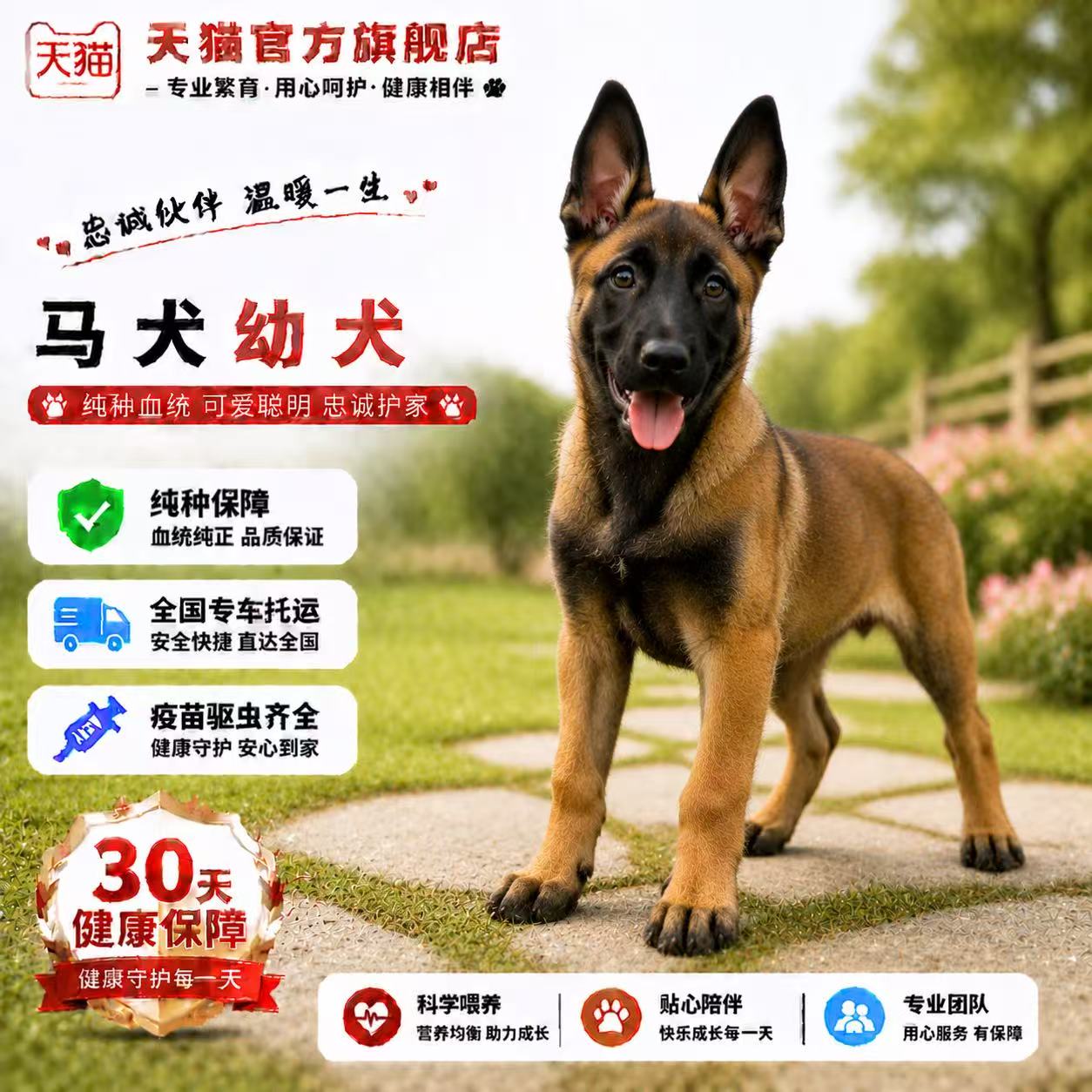 聪明便宜大骨架爆红家养宠物狗