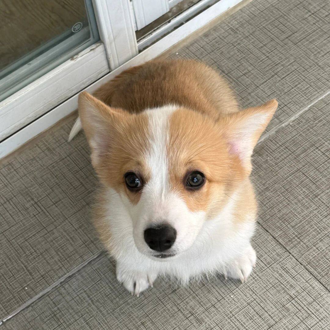 柯基纯种幼犬活物家养小短腿帅气便宜狗狗小三色陪伴黄白花狗黑白