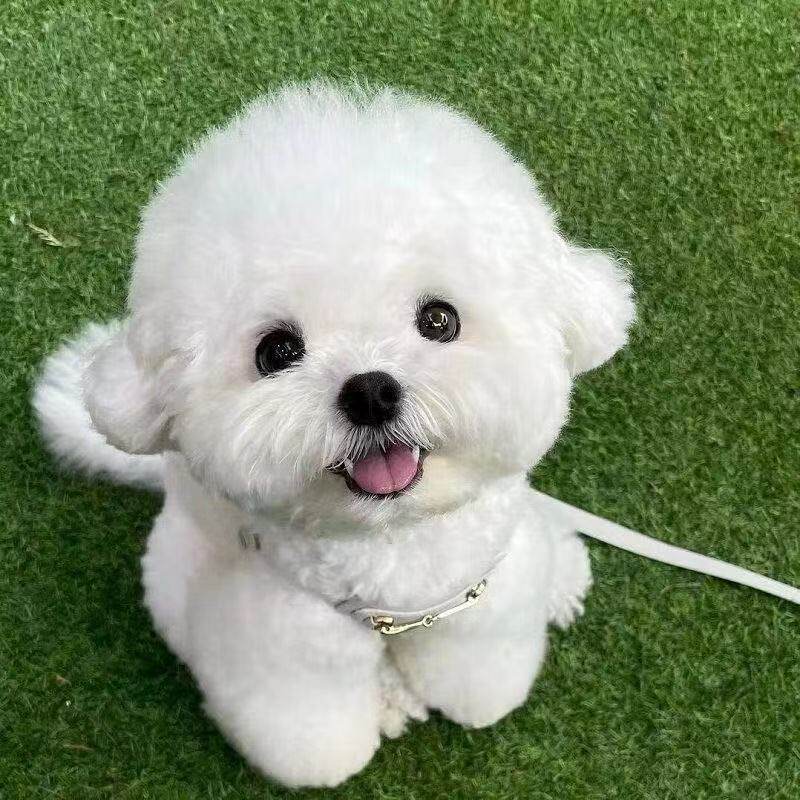 小活体白色可爱小体狗迷你犬狗