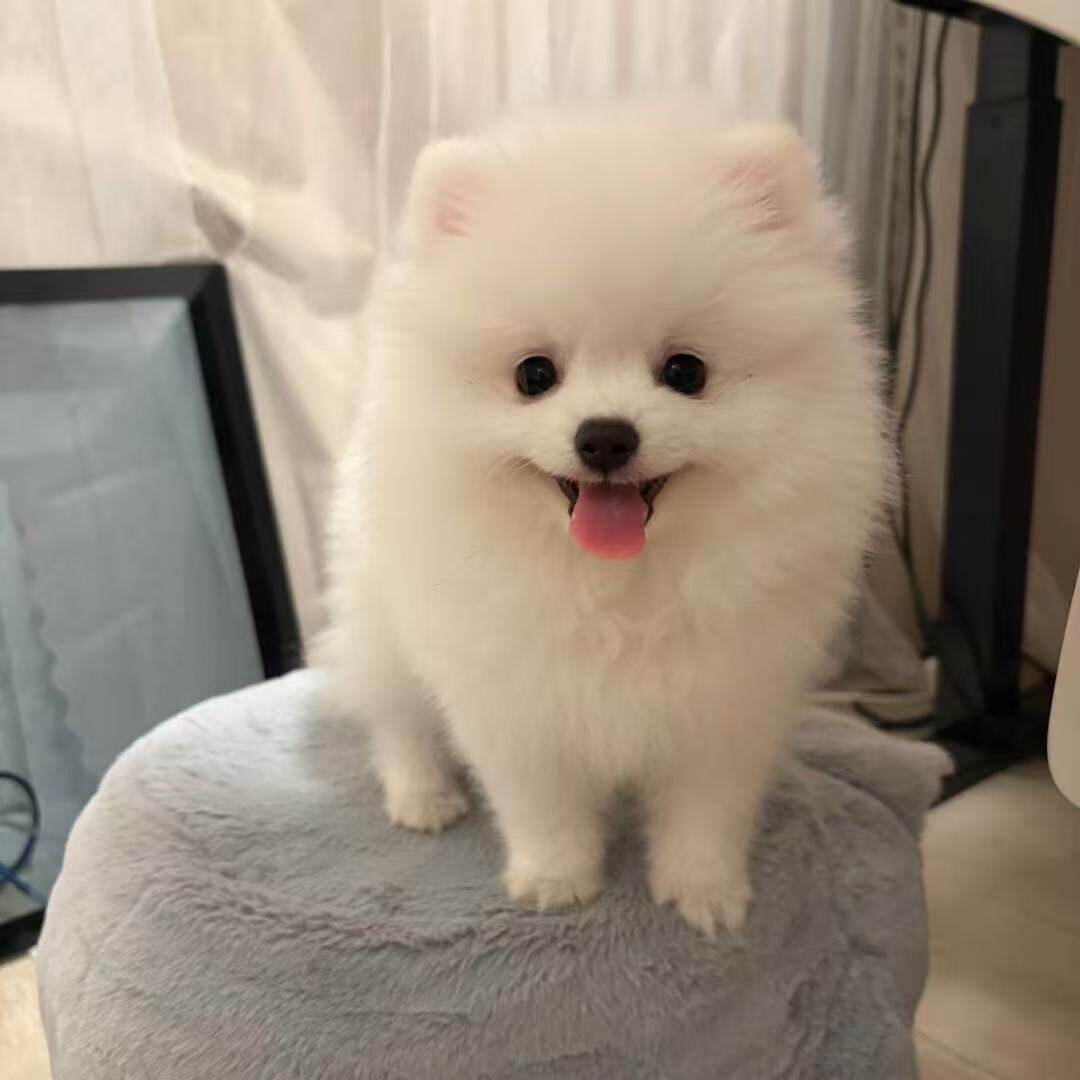 活网红狗黄圆脸犬迷你犬家养活物