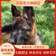纯种德牧幼犬活体赛级德国牧羊犬弓背黑背狼狗警犬大型犬宠物狗狗