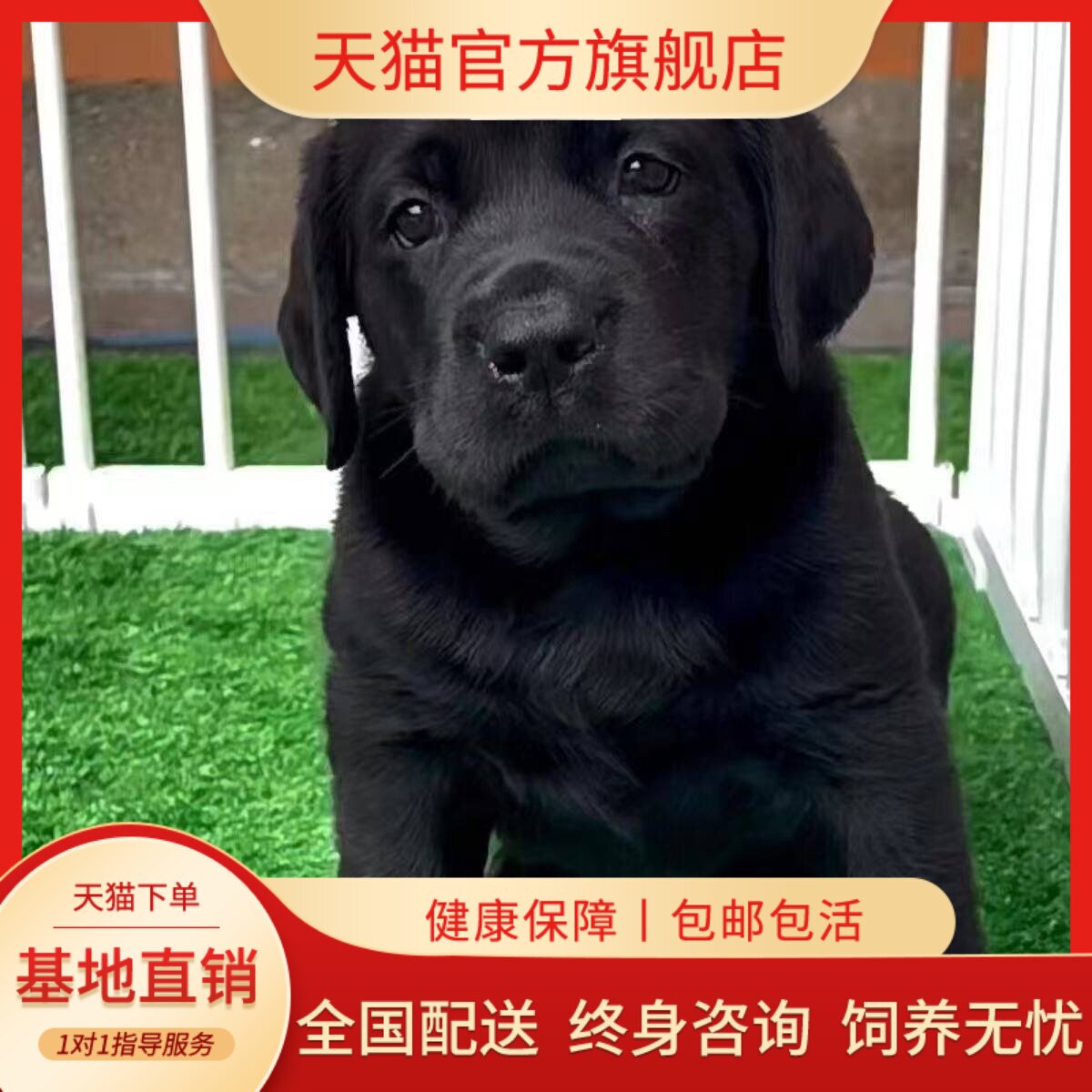 白色便宜温顺巡回犬活物活体黑色
