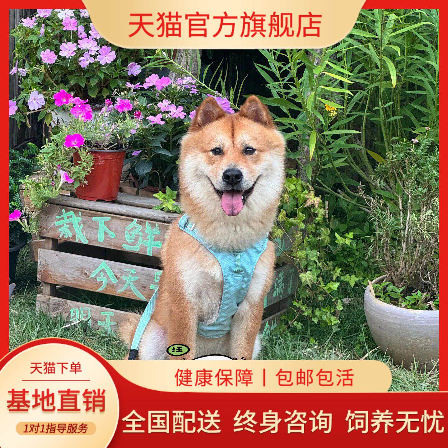 黄狗幼犬家养家狗大骨架中华田园犬小狗赶山犬猎犬活物农村忠诚狗