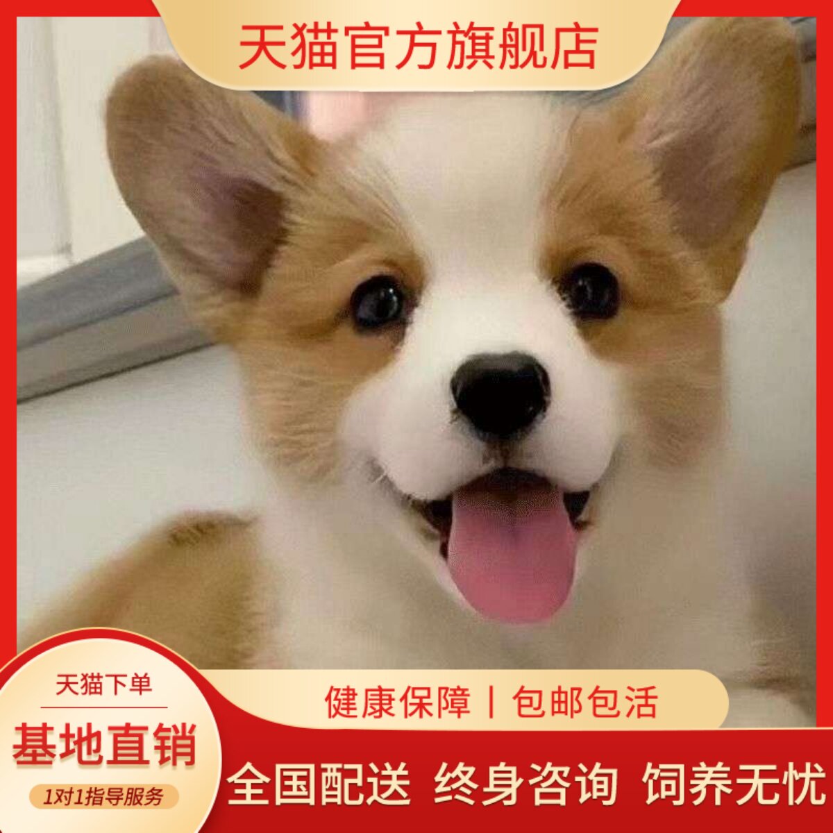 威尔士黄白家养狗狗黑白小两色