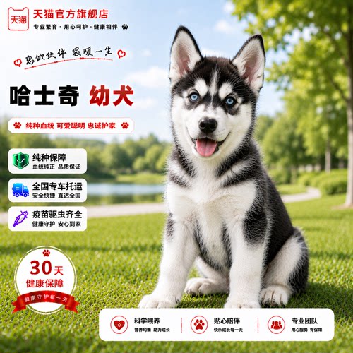 中型犬三火黑色雪橇犬狗聪明
