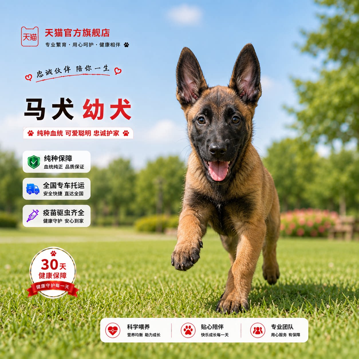 黄马幼宠大型犬猎犬工作犬狗护院