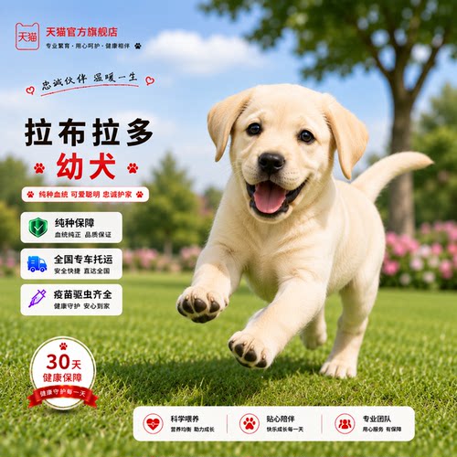 温顺忠诚大骨架奶奶油色工作犬