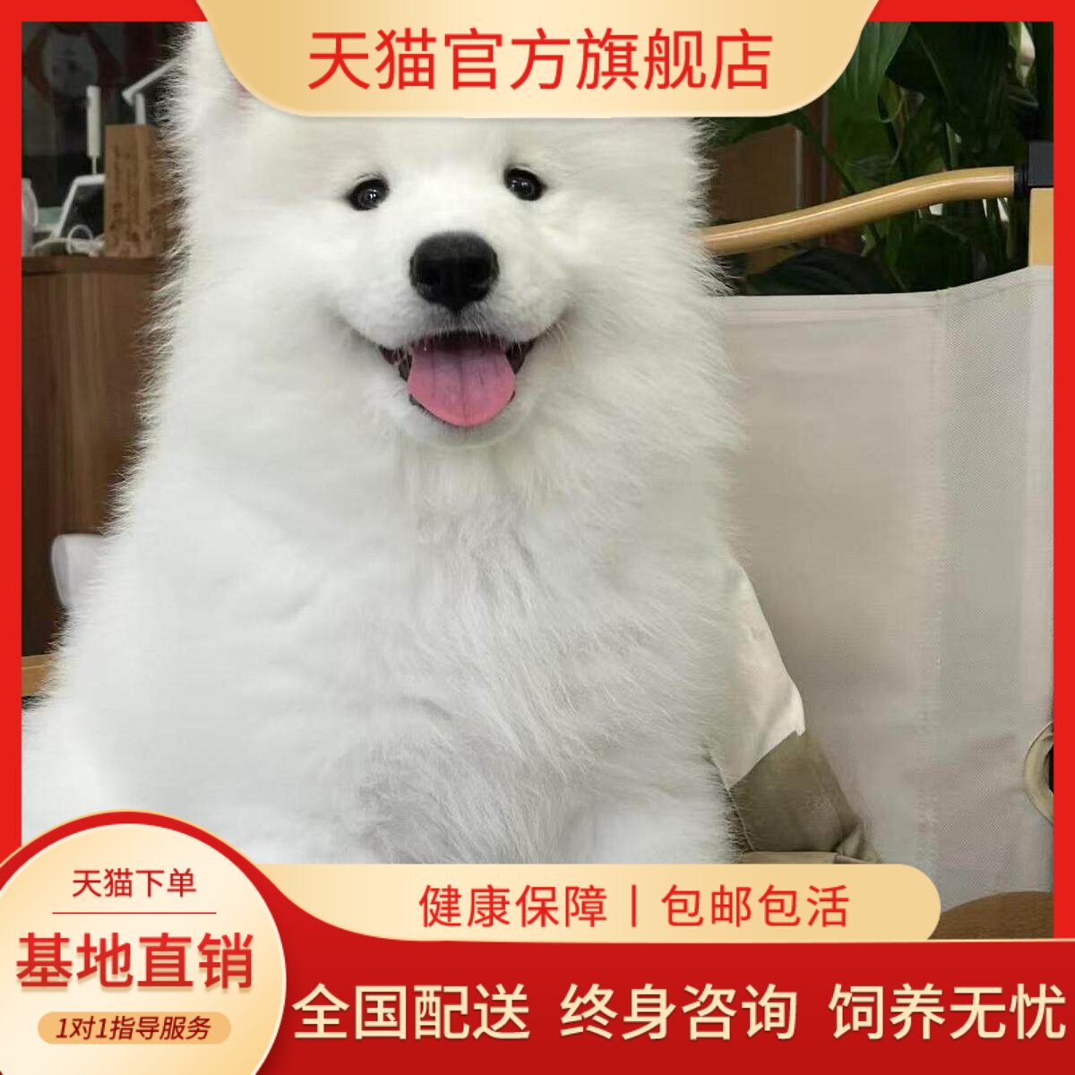 萨摩耶纯种幼犬幼宠便宜家养活物治愈纯白粘人好养幼崽微笑天使狗