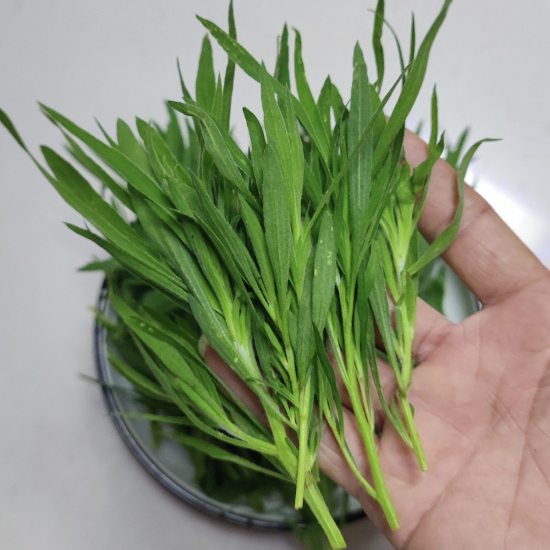 26年现货农家新鲜扫帚菜现摘野菜地肤蔬菜孕妇凉拌菜河南蒸菜包邮