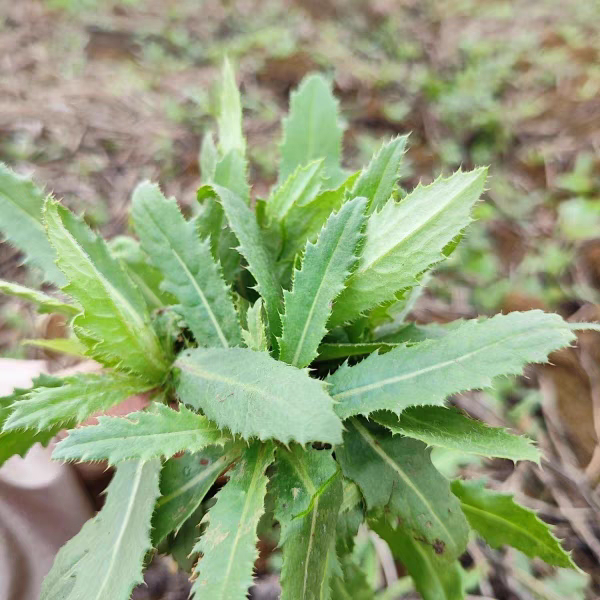 2026年野生刺菜农家刺角芽新鲜止鼻血草小蓟草食用野菜七七芽包邮