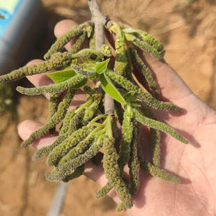 现货绰水构絮蒸野菜构树花野生构蒲穗楮不就子冷冻构棒槌3斤包邮