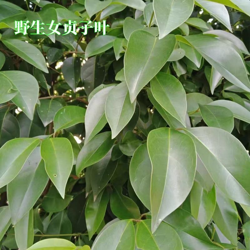 野生女贞子叶新鲜带枝条长颈鹿食物现摘加冰宠物女贞叶现货包邮