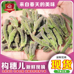 现货构絮蒸菜绰水构蒲穗冷冻楮不就子农家构树花构棒槌儿3斤包邮