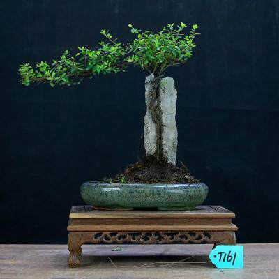 附石铁包金盆景抱石提根假山盆景树桩植物室内绿植艺术老桩