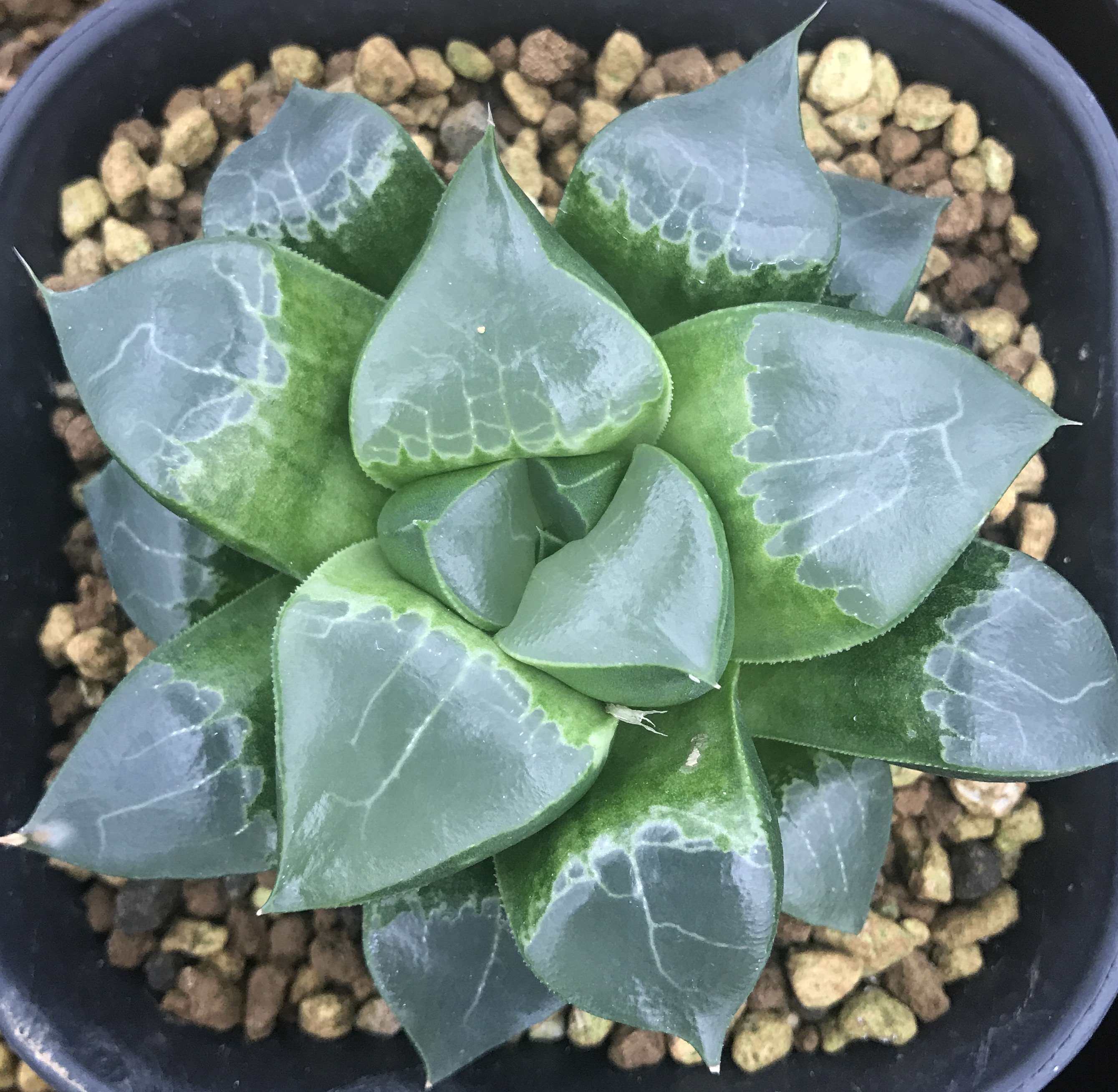 龙禧寿 十二卷 寿 龙喜 亮窗品种，大型寿品种 硬化苗4cm左右