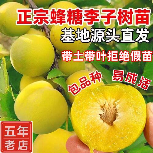 蜜甜脱骨贵州蜂糖李带土带叶