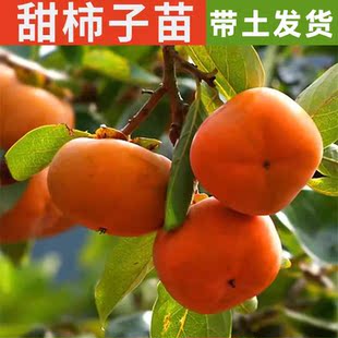 柿子树苗日本太秋甜柿苗嫁接甜脆鸡心罗田阳丰柿子苗树带土包邮