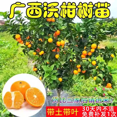 广西发货正宗沃柑树苗