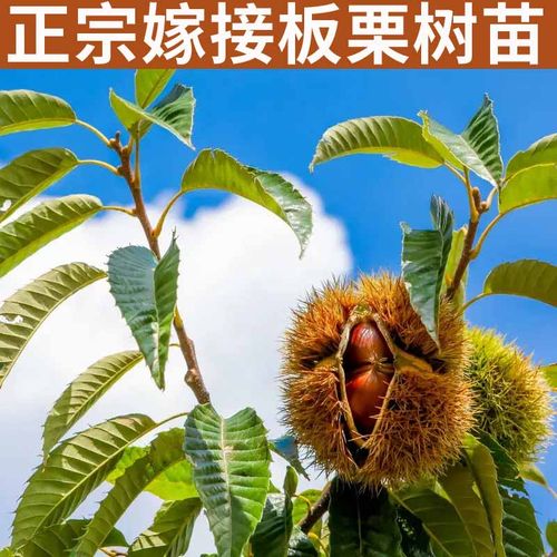 带土发货现挖现发基地直发