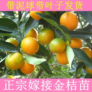 正宗广西第三代金桔柑树苗嫁接盆栽四季脆皮金桔子树苗带土带叶