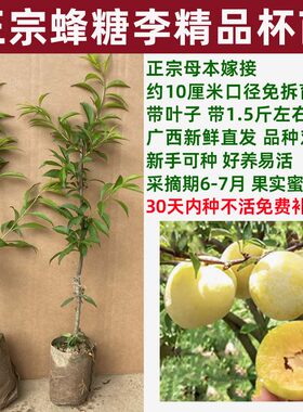 蜜甜脱骨贵州蜂糖李带土带叶