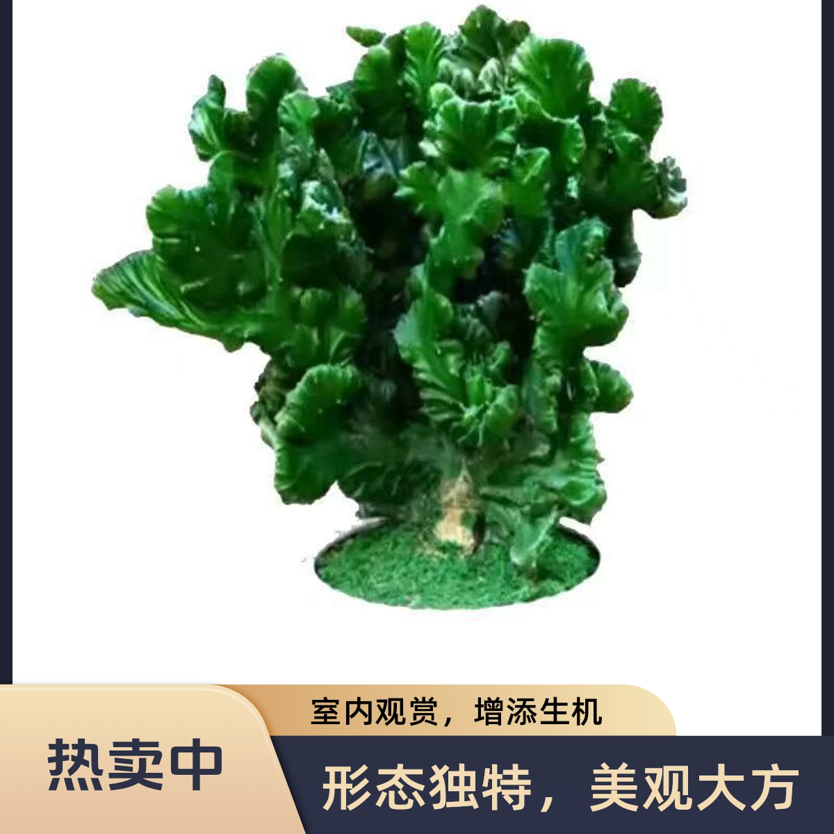 玉麒麟多肉植物盆栽室内花卉防辐射仙人掌摆件彩麒麟金麒麟