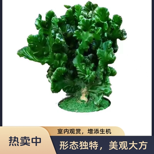 玉麒麟多肉植物盆栽室内花卉防辐射仙人掌摆件彩麒麟金麒麟