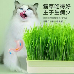 兔子草种植小兔子爱吃的草解闷玩具排毛化毛球神器宠物荷兰猪零食