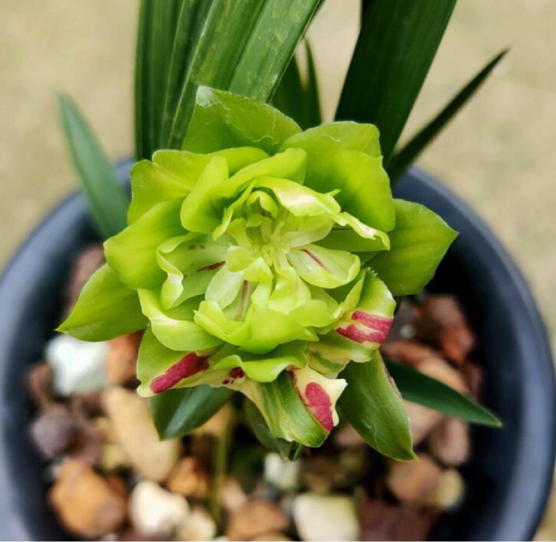 九仙牡丹浓香春兰琥珀艺奇花室内家庭庭院阳台花卉绿植花卉
